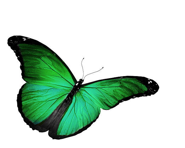 istock Green butterfly flying, isolated on white 528929609