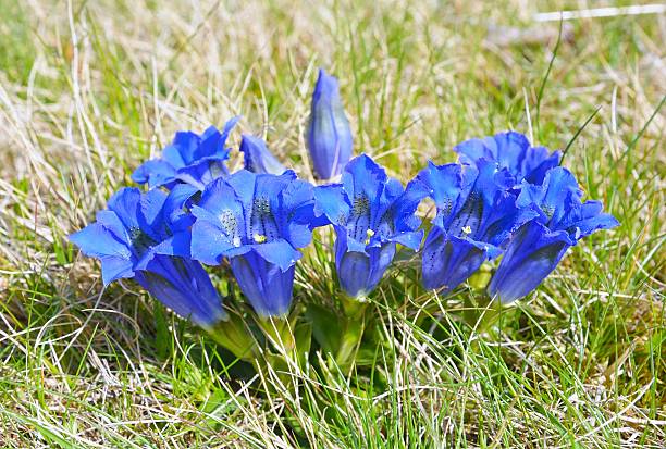 синие цветы из gentiana alpina - alpin стоковые фото и изображения