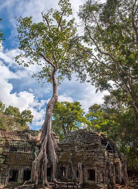 istock Angkor Ta Prohm in Cambodia 528929931