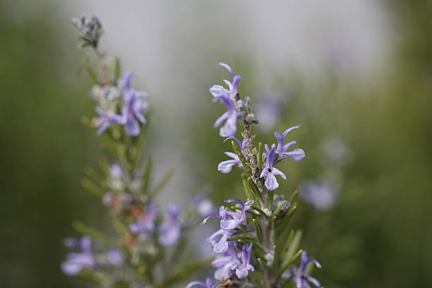 istock Purple flowers background 528931651