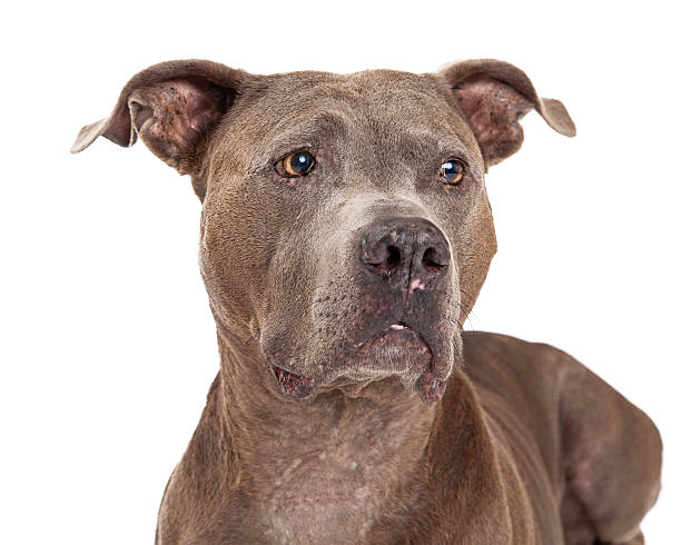 istock Curious American Staffordshire Terrier Dog 528932311