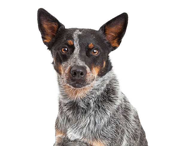 istock Closeup Of An Australian Cattle Dog 528932329