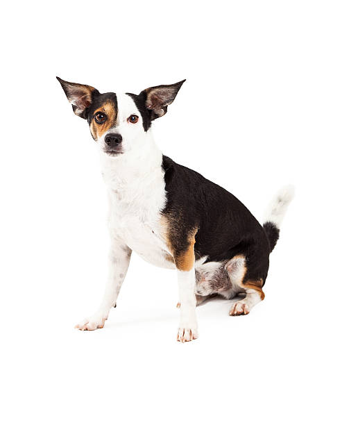 istock Chihuahua and Terrier Mixed Breed Dog Sitting 528932331