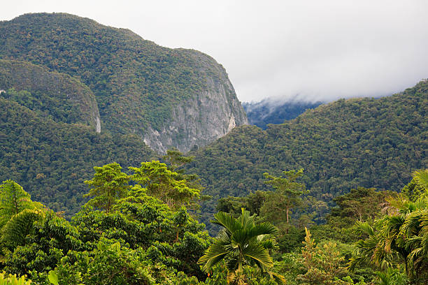 エキゾチックな熱帯雨林の景色 - グヌンムル国立公園 ストックフォトと画像