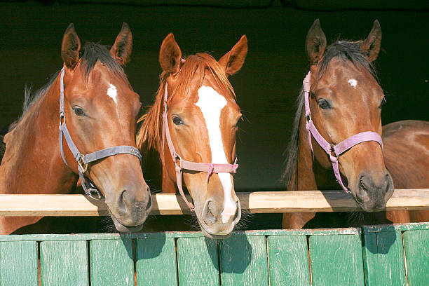 istock Beautiful thoroughbred horses at the barn door 528932689