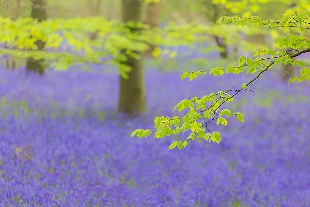 istock Bluebell Wood in Yorkshire, UK 528952698