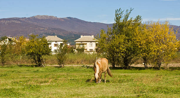istock Hills and horse 528953366