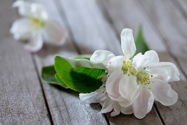 istock Apple tree flowers on a wooden table, selective focus. 528953976