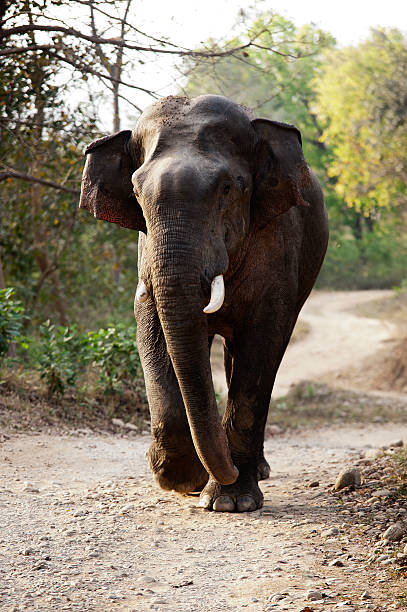istock Angry elephant at Corbett National Park 528953998