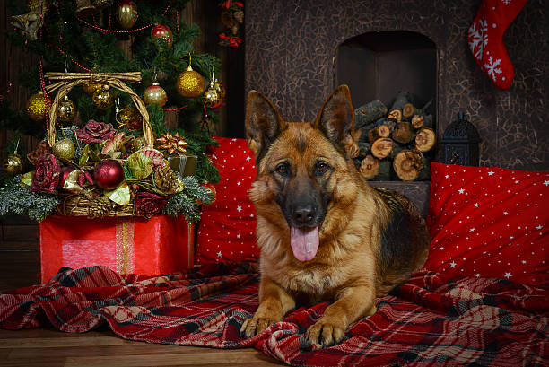 istock German shepherd dog for Christmas 528955621