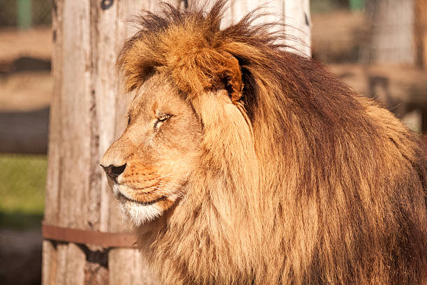 istock Lion enjoy on the sunny day 528956129
