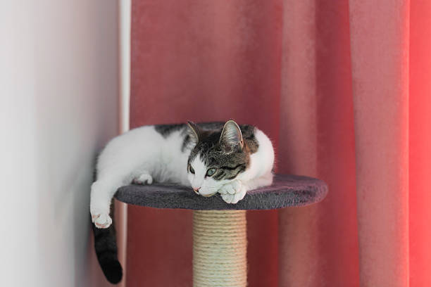 istock cat relaxing on the cat's plush house 528956514