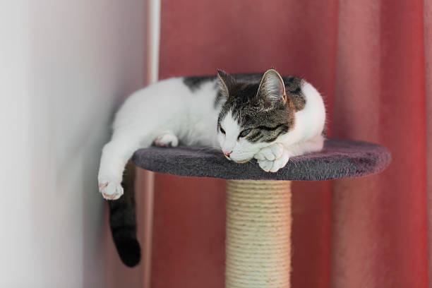 istock cat relaxing on the cat's plush house 528956560