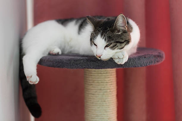 istock cat relaxing on the cat's plush house 528956608