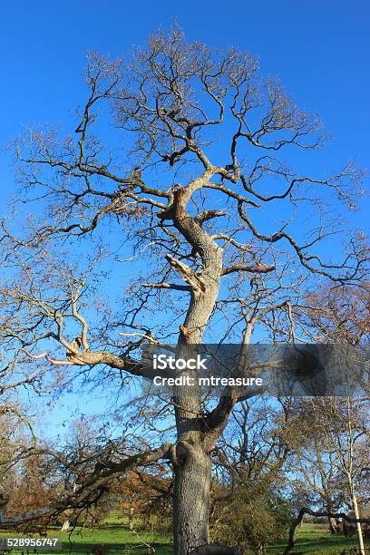 English Oak Tree Winter Noleaves Deciduous Stormdamaged Winteroak Stock Photo - Download Image Now