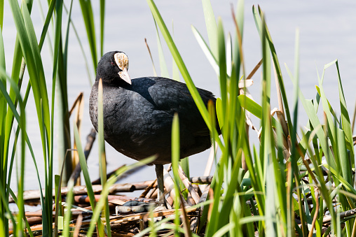 Eurasian Coot Fulica atra, adult standing at the water's edge, Kaliningrad, Russia