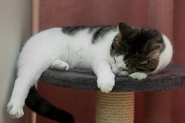 istock cat relaxing on the cat's plush house 528956940