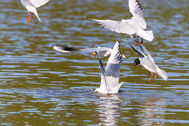 istock Mediterranean Gulls in small natural lake 528957104
