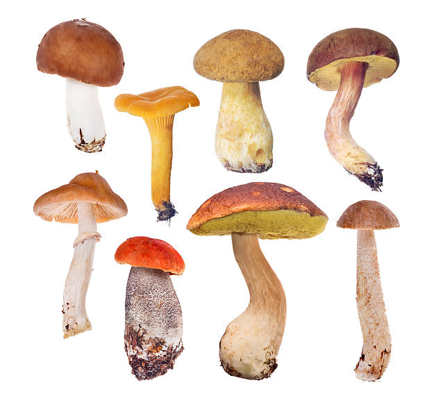 istock set of eight edible mushrooms on white 528957372