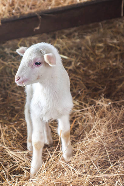 istock Young cute lamb standing in the hay in a farm 528957524