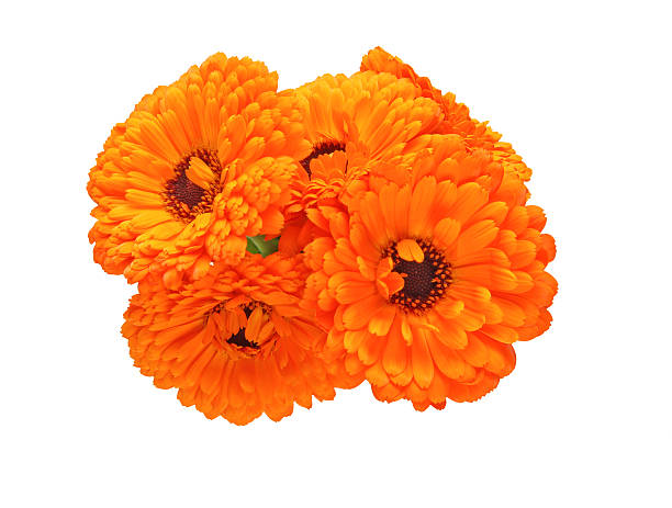 istock Bouquet of calendula 528957624