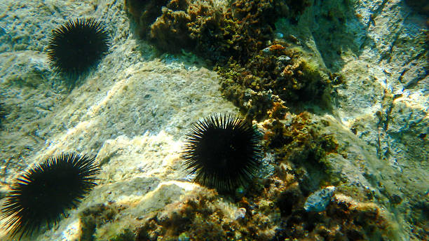 istock Underwater image of hedgehog in the sea. Clear water. 528957796
