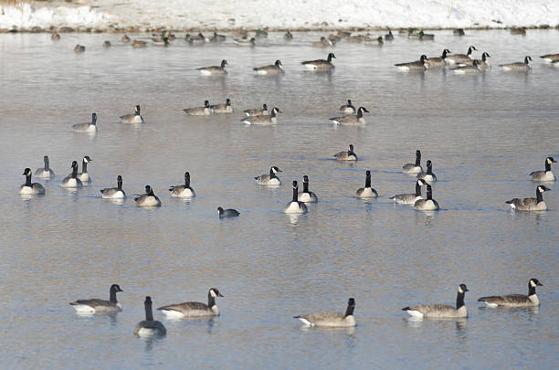 istock Flock of Canada Geese Resting on a Winter Lake 528958181