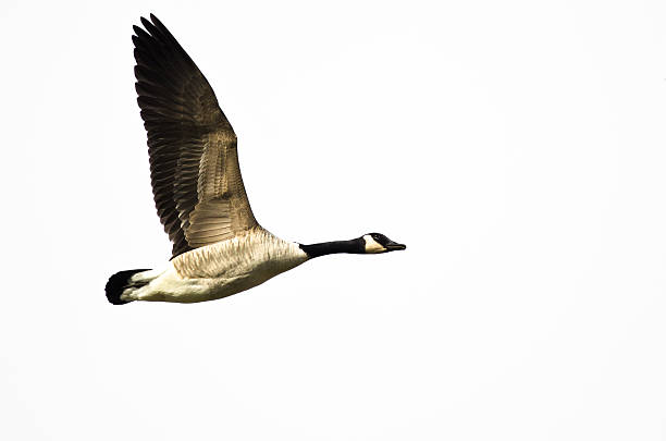 istock Canada Goose Flying on White Background with Wings Outstretched 528958201