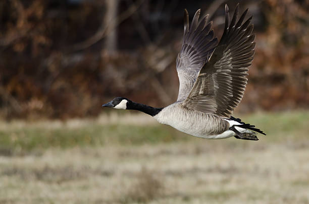 istock Canada Goose Taking to Flight from an Autumn Field 528958207