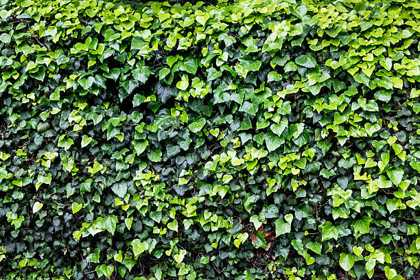 istock Wall of Ivy Background 528958386