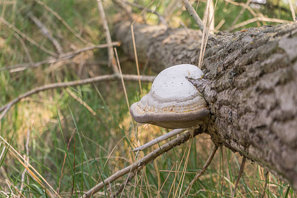 mushrooms on a fallen tree trunk in the forest.