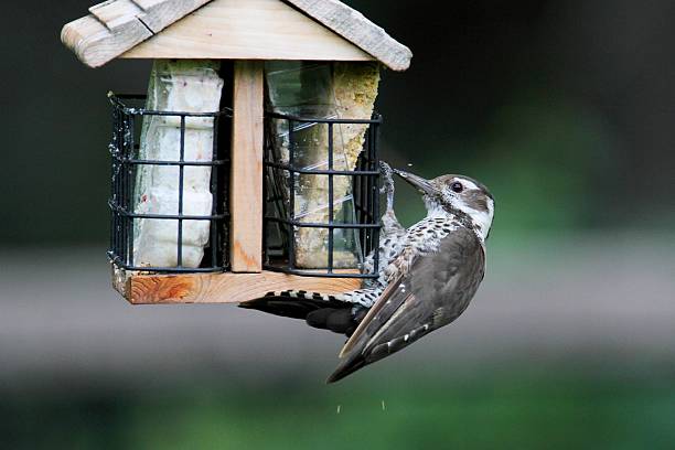 istock Arizona Woodpecker (Picoides arizonae) 528958885