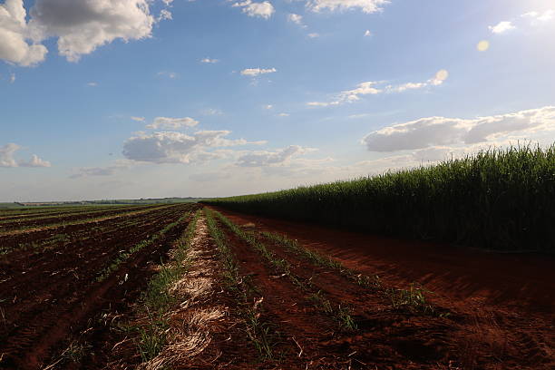 istock Sugarcane - Sunlight at the sugarcane plantation farm landscape 528959248