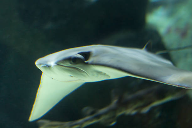 istock Sea Life Aquarium in Munich, Germany, 2015 528959622