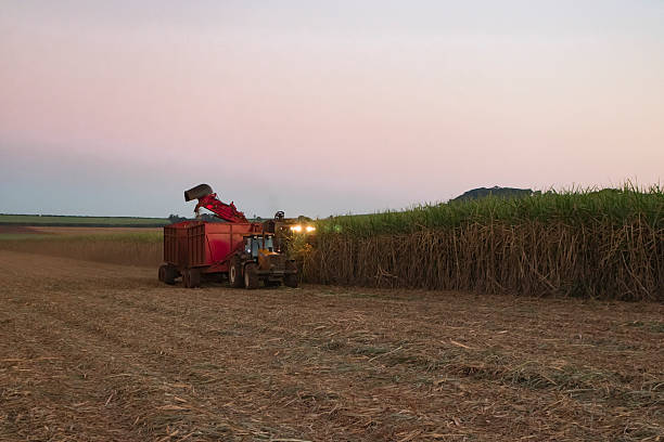 istock Sugar cane - Tractor and combine harvesting sugar cane plantation 528959676