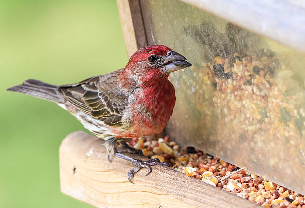 Male House Finch (Haemorhous mexicanus) Feeding Bright red of Male House Finch (Haemorhous mexicanus) on feeding station with sunflower seed in its beak. haemorhous mexicanus stock pictures, royalty-free photos & images