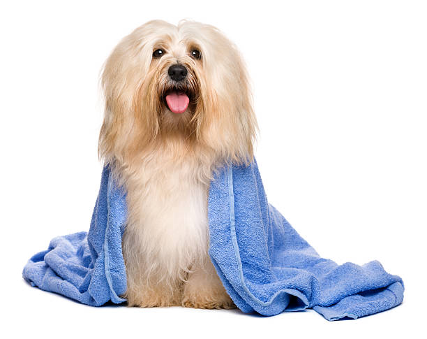 istock Beautiful bathed reddish havanese dog wrapped in a blue towel 528960640
