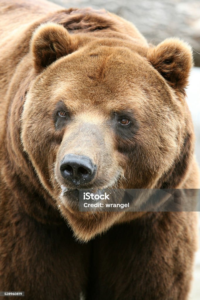 Oso de Kamchatka - Foto de stock de Aire libre libre de derechos