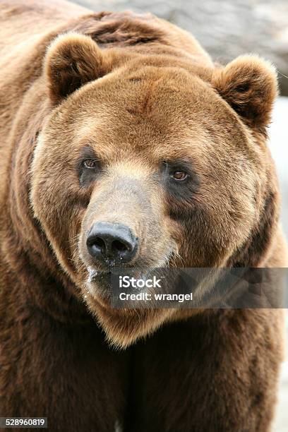 Oso De Kamchatka Foto de stock y más banco de imágenes de Aire libre - Aire libre, Animal, Animal macho