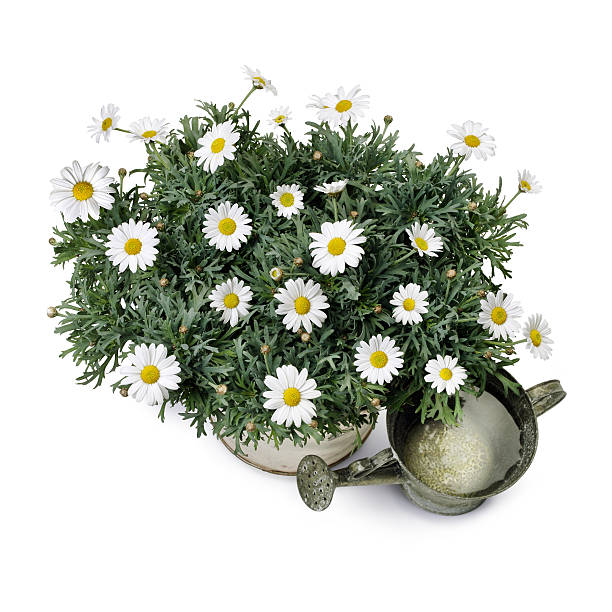 istock Vase of daisies 528960909