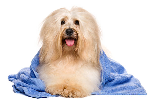 istock Beautiful reddish havanese dog after bath lying in blue towel 528961176