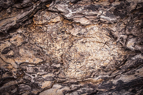 istock Grunge old wood cracked texture 528961297