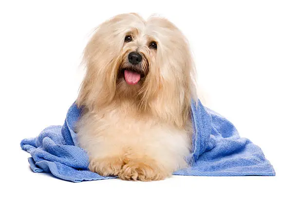 Beautiful happy reddish havanese dog after bath is lying wrapped in a blue towel and keeps his head at an angle, isolated on white background