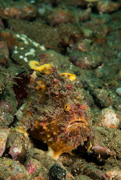 istock Freckled frogfish in Ambon, Maluku, Indonesia underwater 528961549