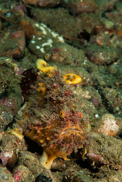 Freckled frogfish in Ambon, Maluku, Indonesia underwater Freckled frogfish Antennarius coccineus resting in the bottom of the sea. red frog fish stock pictures, royalty-free photos & images