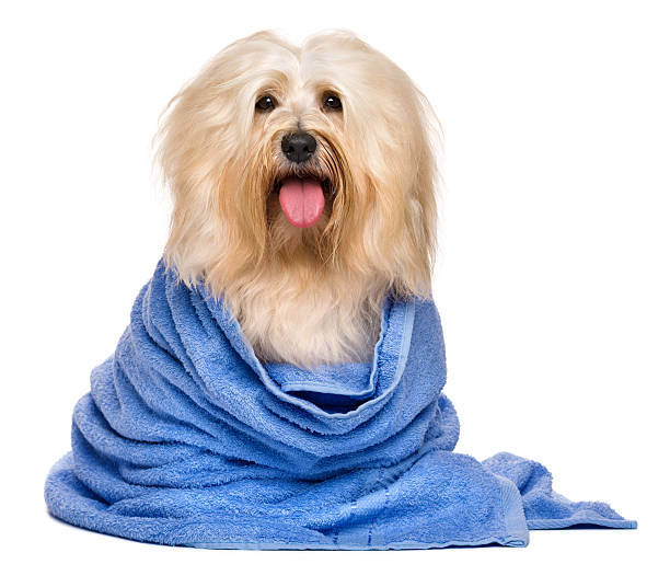 istock Beautiful bathed reddish havanese dog wrapped in a blue towel 528961628