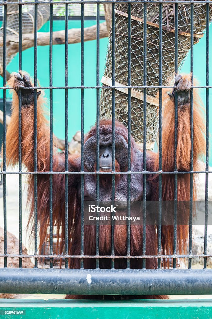 Monkey in the cage Sad big monkey in the cage Depression - Sadness Stock Photo