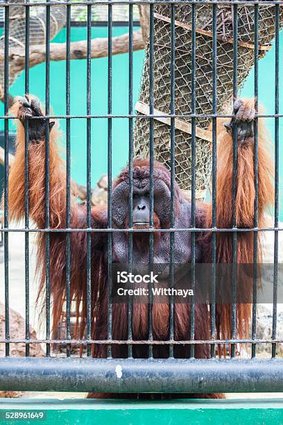 Monkey In The Cage Stock Photo - Download Image Now - Depression - Sadness, Zoo, Animal