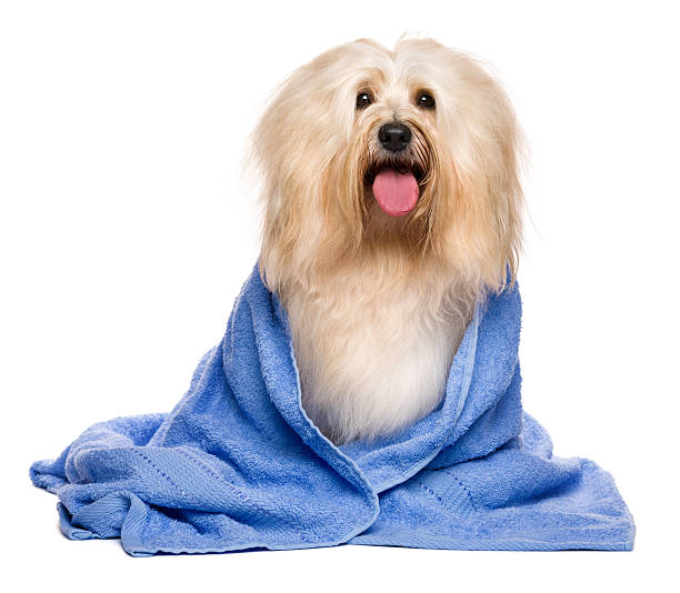 istock Beautiful bathed reddish havanese dog wrapped in a blue towel 528961770