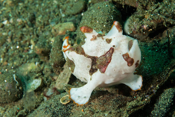 Painted frogfish in Ambon, Maluku, Indonesia underwater Painted frogfish Antennarius pictus resting in the bottom of the sea. red frog fish stock pictures, royalty-free photos & images
